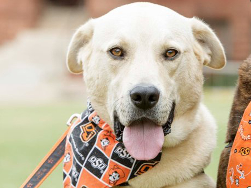 Oklahoma state 2024 dog bandana